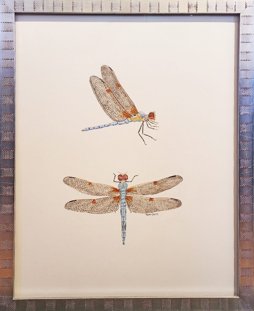 Male Dragonfly by Thom Glace